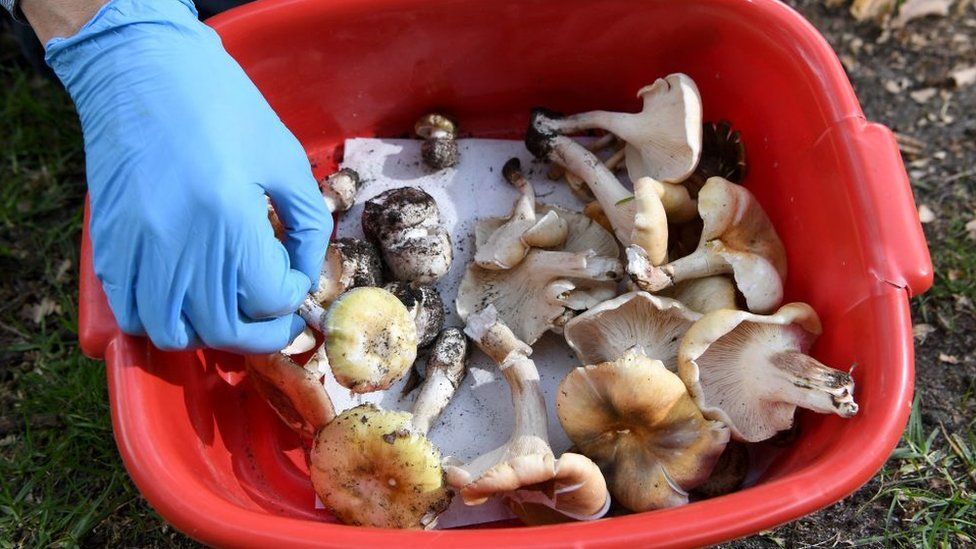 A gloved hand reaching into a bucket of death cap mushroom