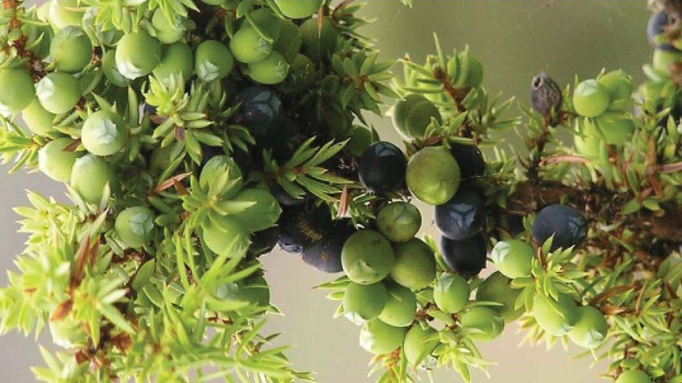 Juniper Plant Used In Gin Production In Critical State Bbc News