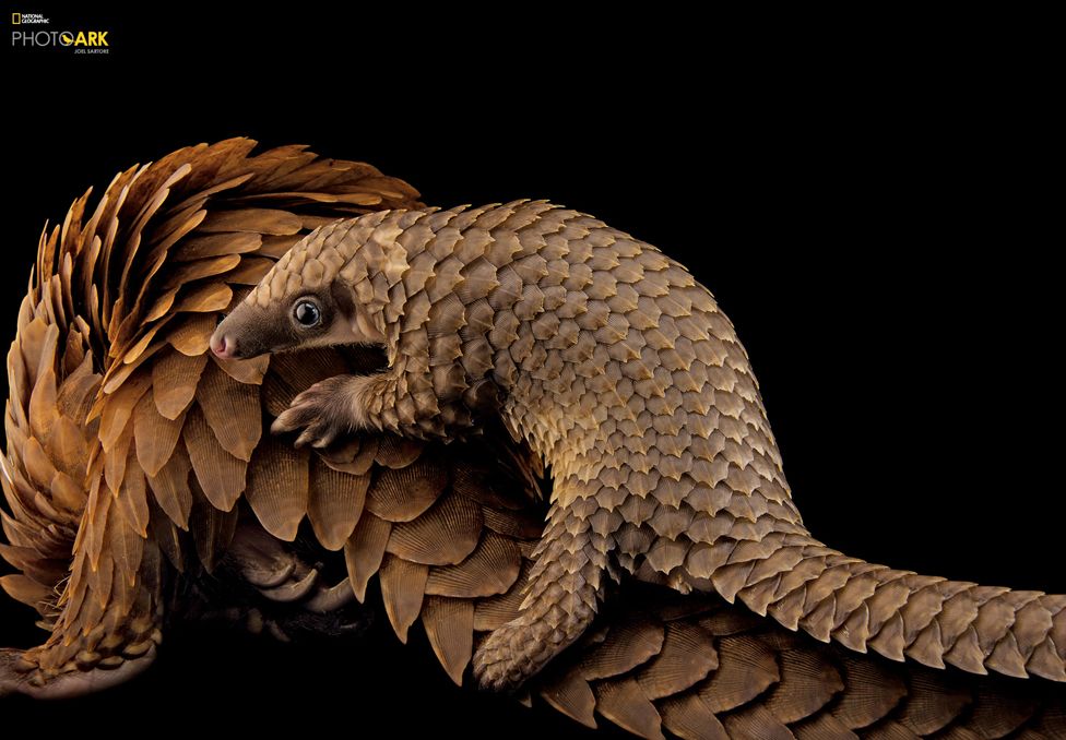 African White-Bellied Tree Pangolin (Phataginus tricuspis) Pangolin Conservation, St. Augustine, Florida