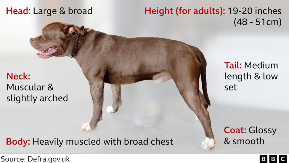 Picture of a brown dog with some of the criteria listed