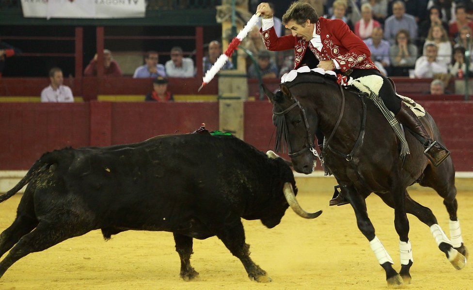 Spanish rejoneador Pablo Hermoso de Mendoza prepares to thrust a banderilla into a bull during the El Pilar Feria in Oct 2016