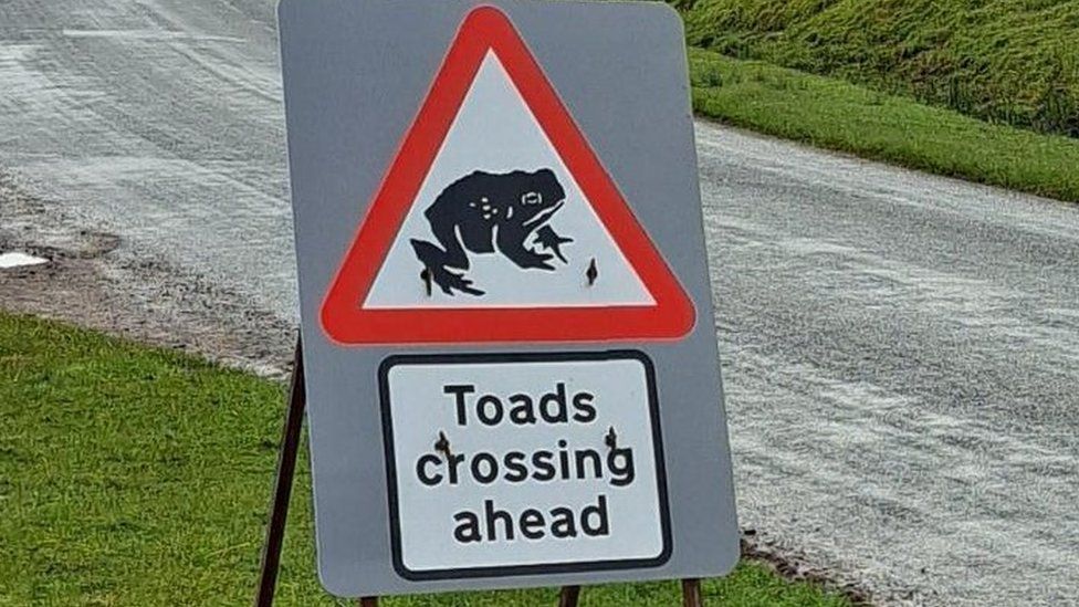 Toads crossing ahead sign