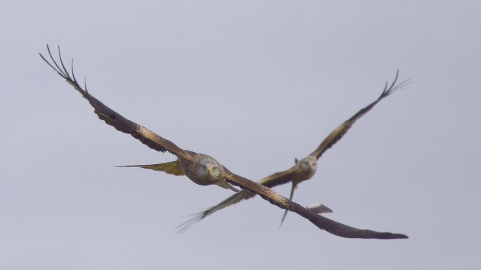 Red Kites at a feeding centre in Llanddeusant, Carmarthenshire, taken by Andrea Dobson.