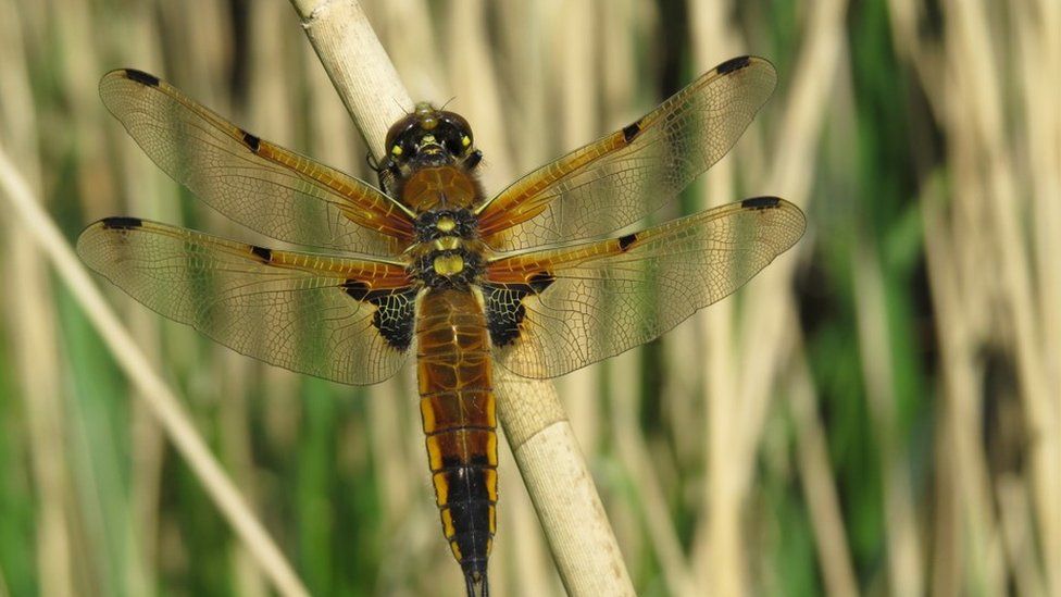 A spotted chaser Libellula quadrimaculata dragonfly