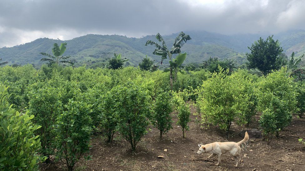 Dog crossing a coca and marijuana plantation field