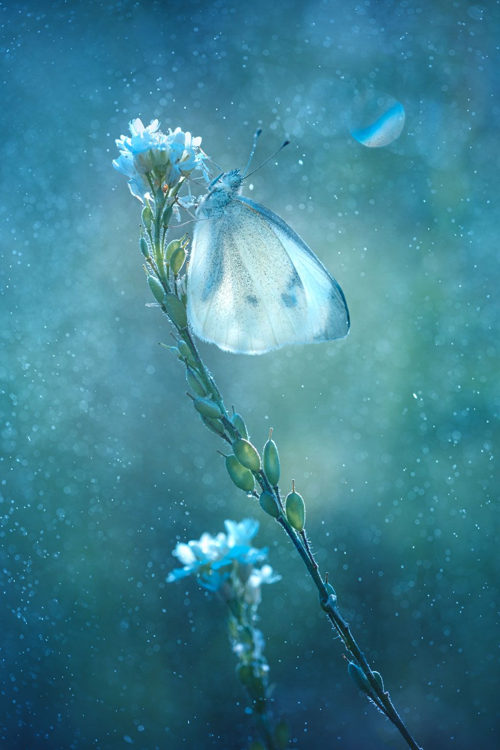 Бабочка садится на цветок