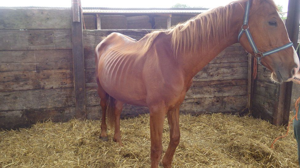 Pictures of horses provided by RSPCA