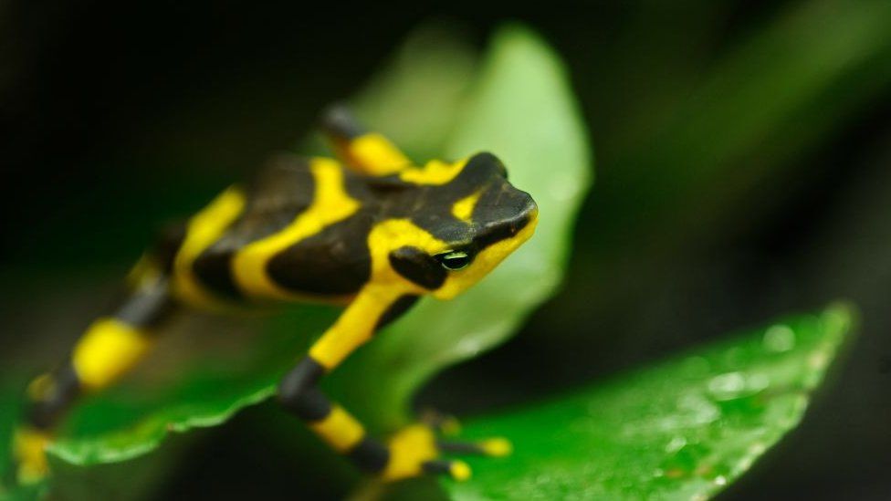 Super rare toad bred in UK - BBC Newsround