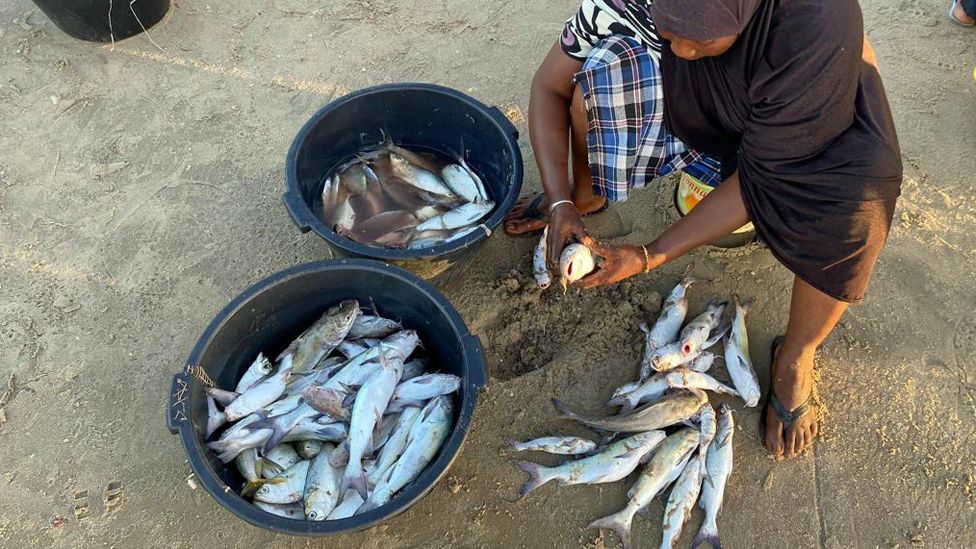 A woman sorting fish in Gunjur, The Gambia