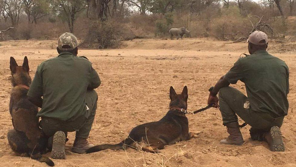 Dogs trained in Wales help fight rhino poaching in Africa BBC News