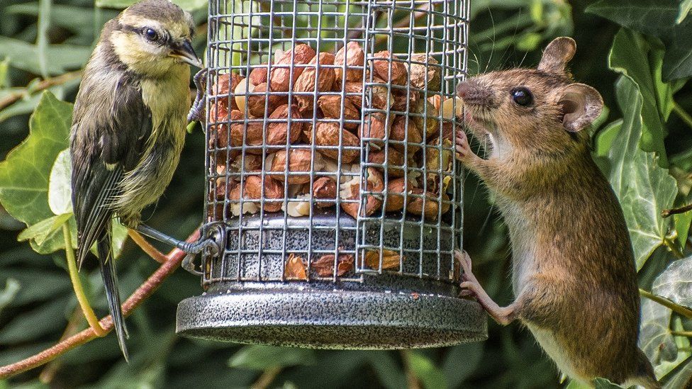 Bird and mouse at bird feeder