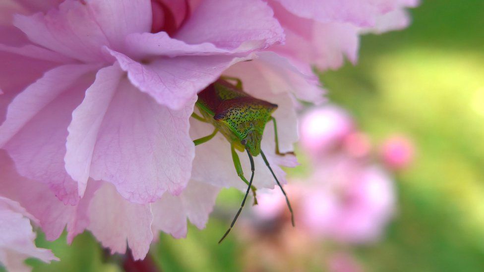 Shield bug poking its head out of a flower