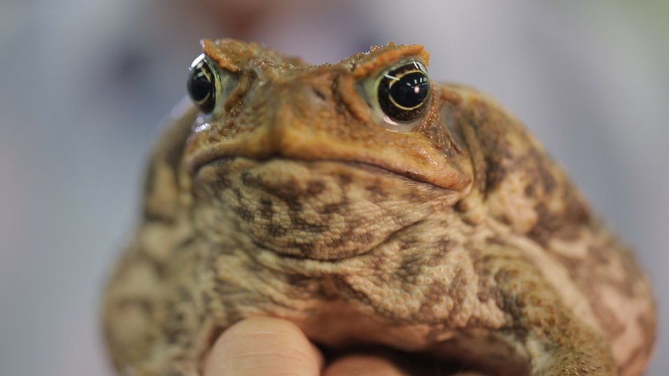 A cane toad