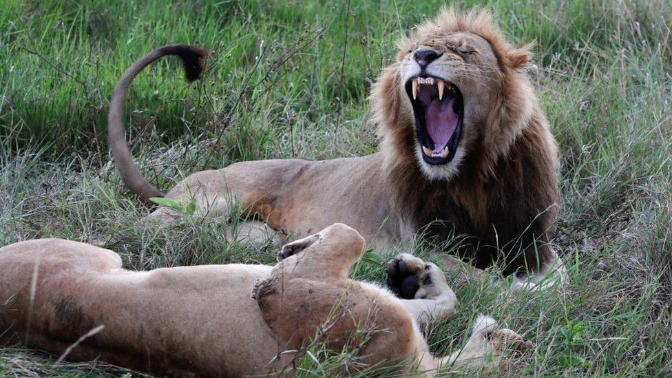 An African lion (Panthera Leo) yawns as a lioness lies on her back after mating in the Maasai Mara game reserve, near the Kenya-Tanzania border in Narok county, Kenya April 19, 2024.