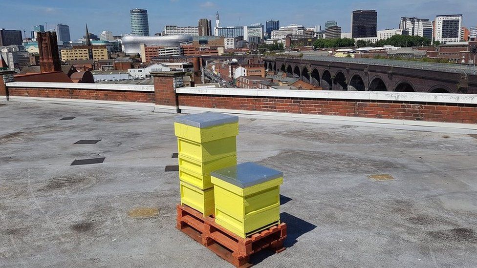 The hive on the roof of the Custard Factory