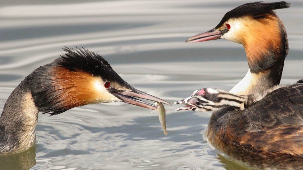 Great crested grebe