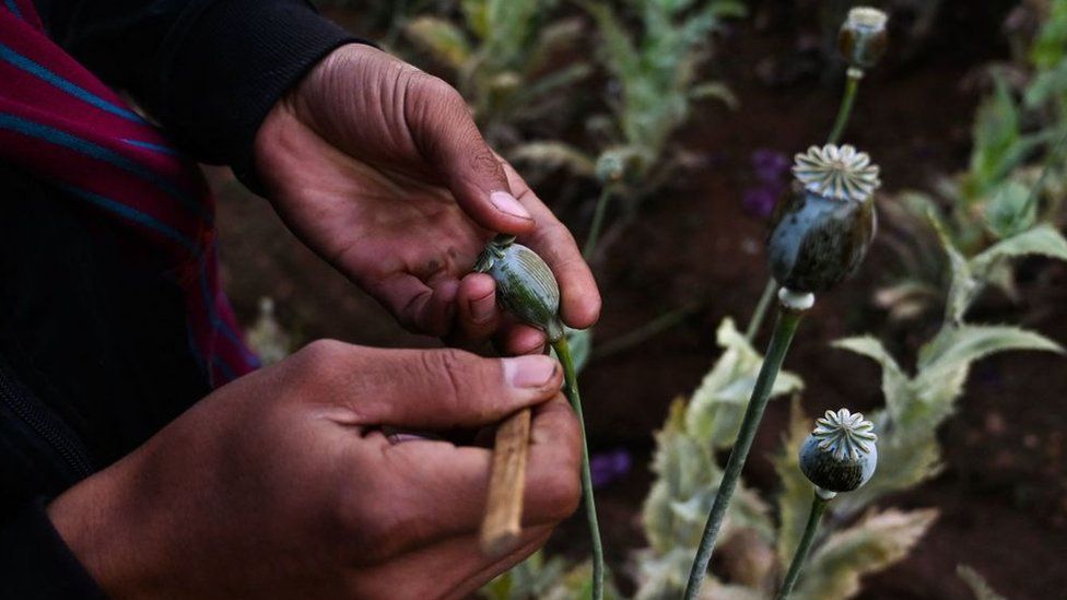 This photo taken on February 2, 2019 shows a man working at an illegal poppy field in Hopong, Myanmar Shan State.