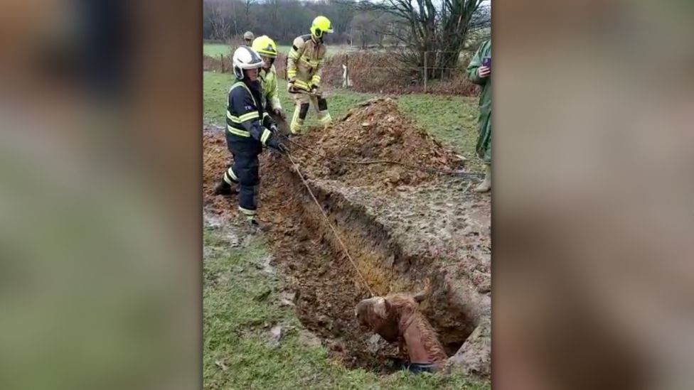 Horse being rescued from a hole in a field