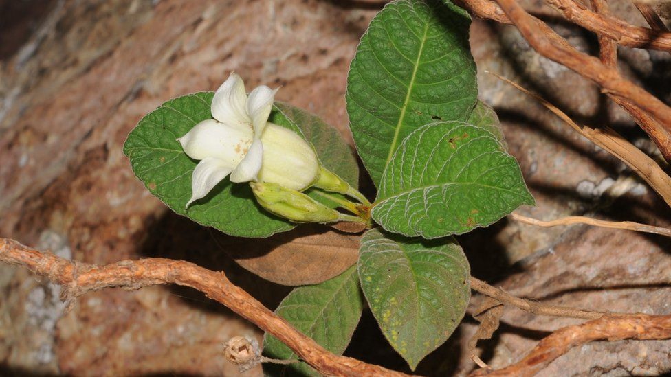 A plant related to coffee