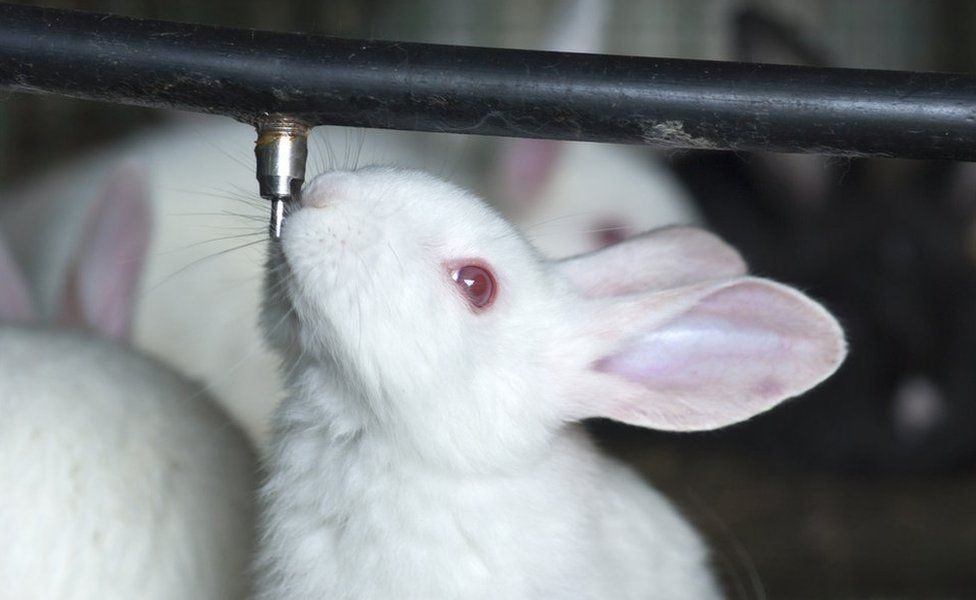 New Zealand White rabbit drinking water