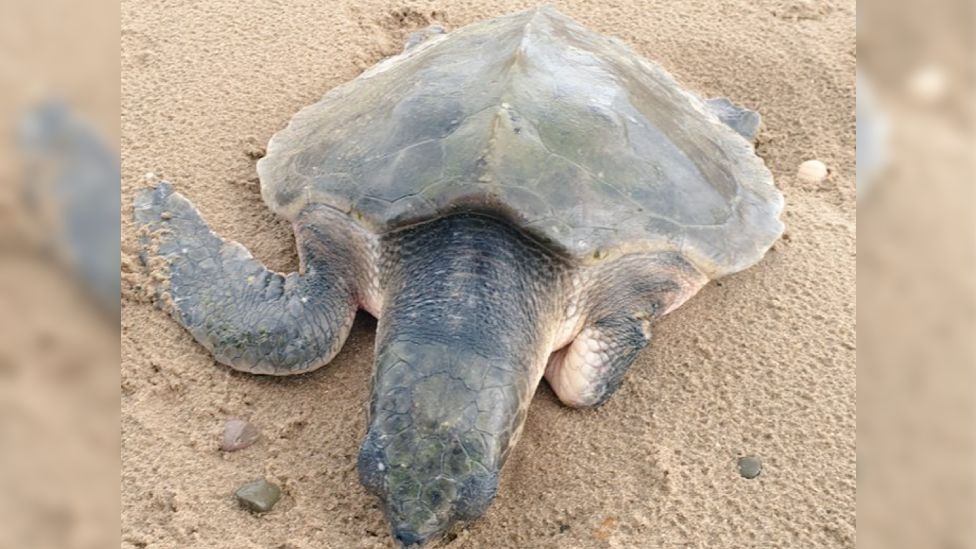 Turtle on Talacre beach