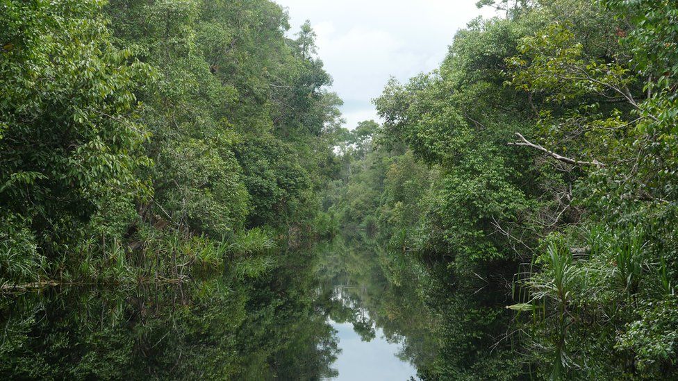 Afon Sakonyar, Canolbarth Kalimantan. Afon sydd wedi ei wneud i gyd o ddŵr glaw, ac yn nodweddiadol gan fod y dŵr yn ddu oherwydd y tir mawnog (peat). Yr enw gwreiddiol oedd 'Suangai Buaya', afon y crocodeil - cyn i'r Iseldirwyr, a oedd yn coloneiddio Indonesia tan yr Ail Ryfel Byd, ei hail enwi