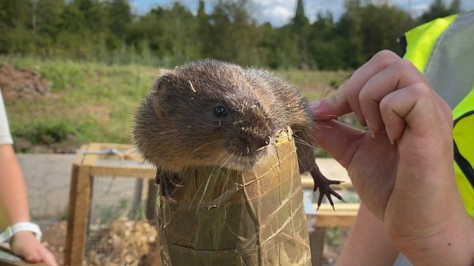 The water voles will be placed in soft release cages so they can slowly go back into the stream without being disturbed