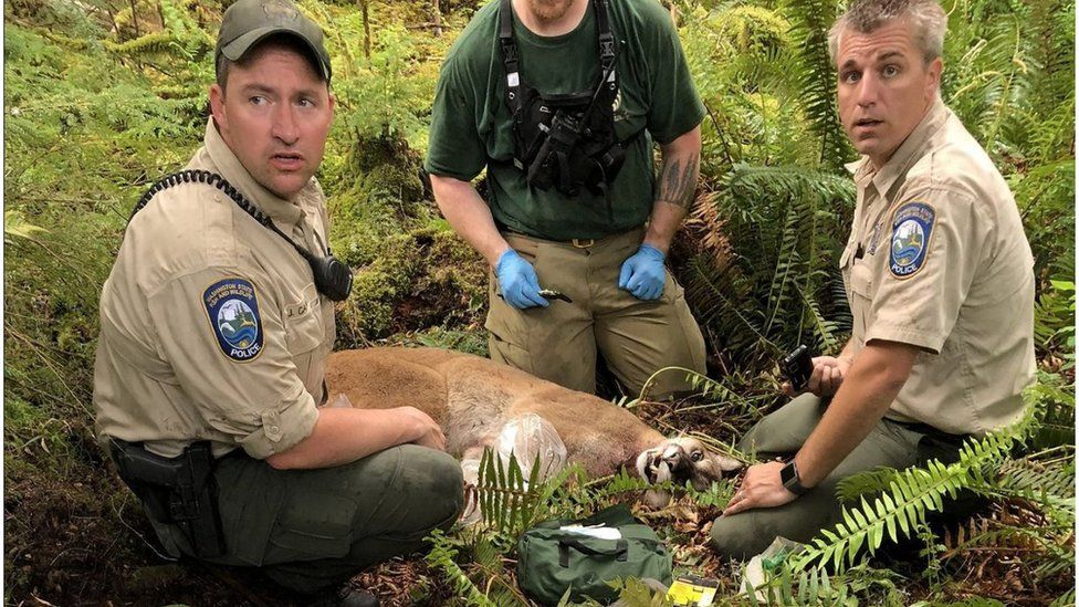Wildlife officials with the body of the cougar