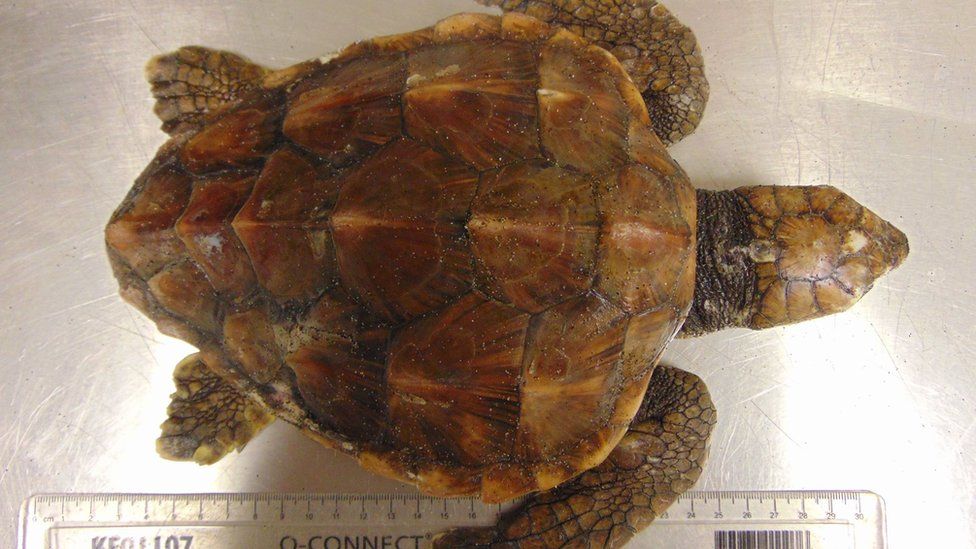 British Isles turtle strandings rise in storms - BBC News