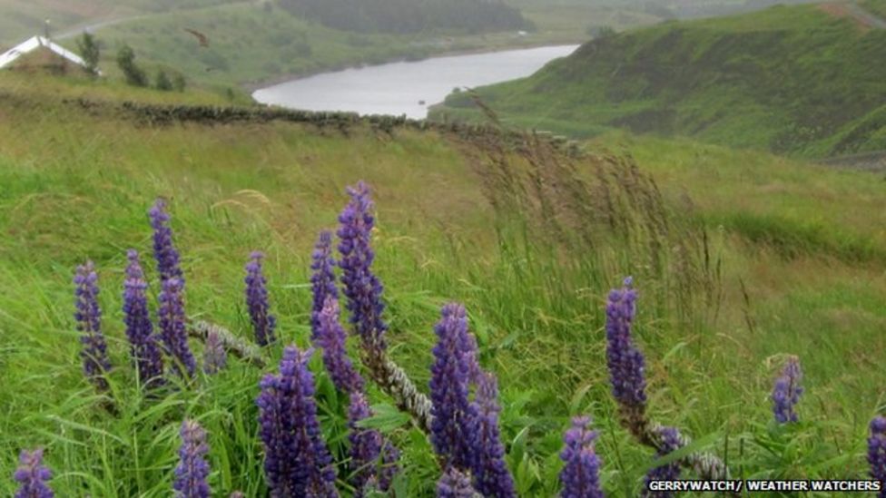 Weather Watcher Profile gerrywatch BBC Weather