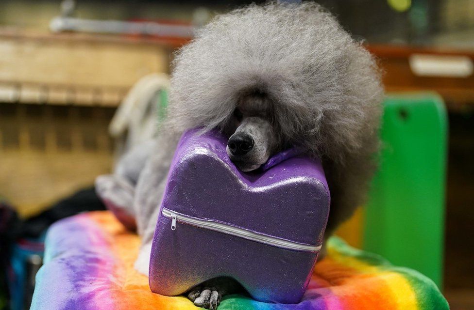 Standard poodle waits to groomed