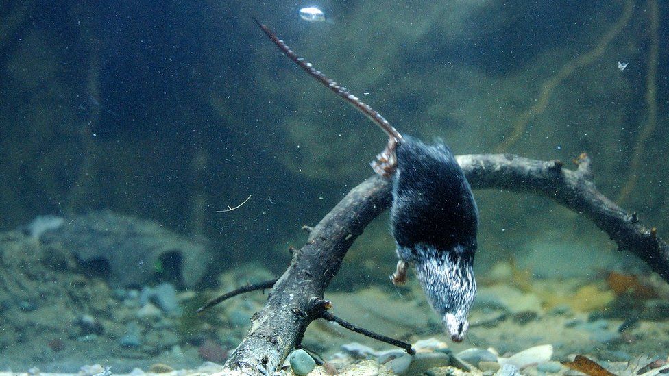 Secrets of tiny diving mammals revealed - BBC News