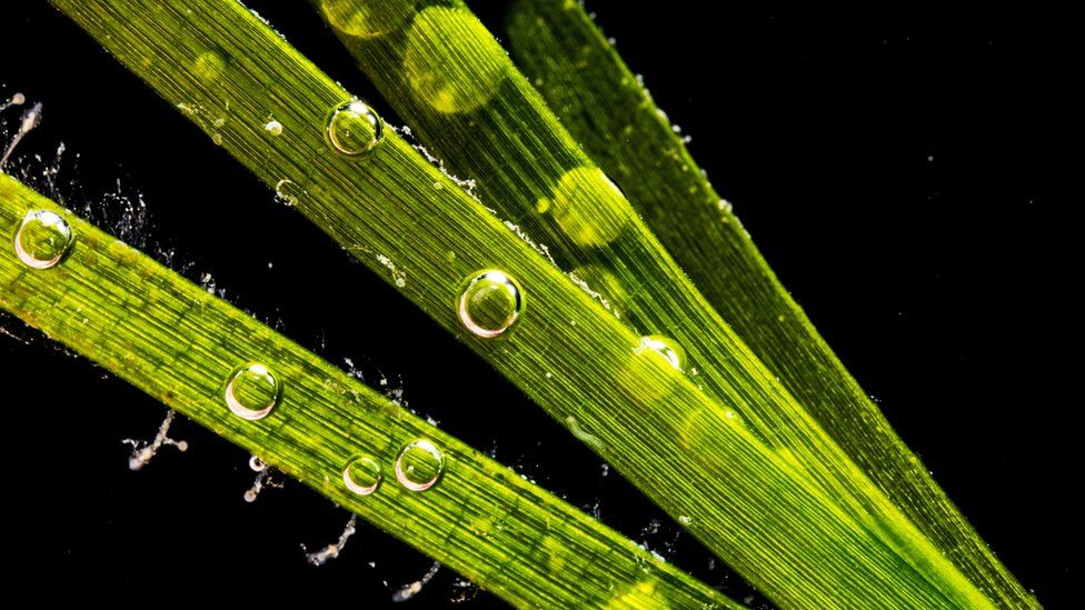 Posidonia: the Mediterranean's 'super plant' - BBC Travel