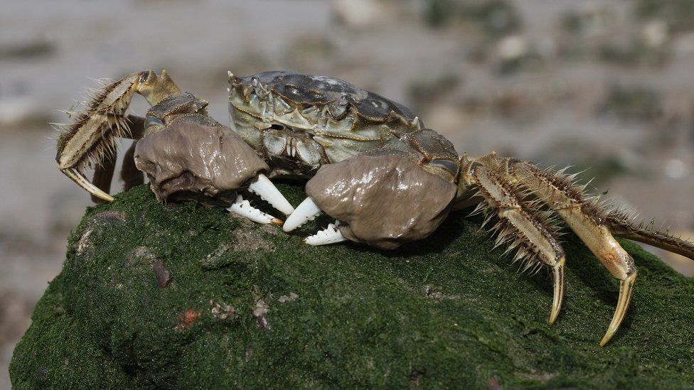 A trap to tackle the Chinese mitten crab invasion have been installed