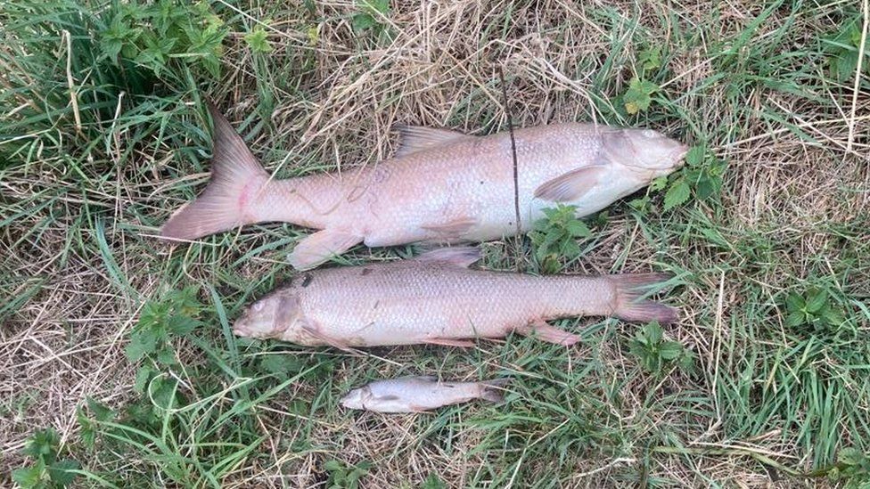 Dead fish on banks of River Ray in Wiltshire