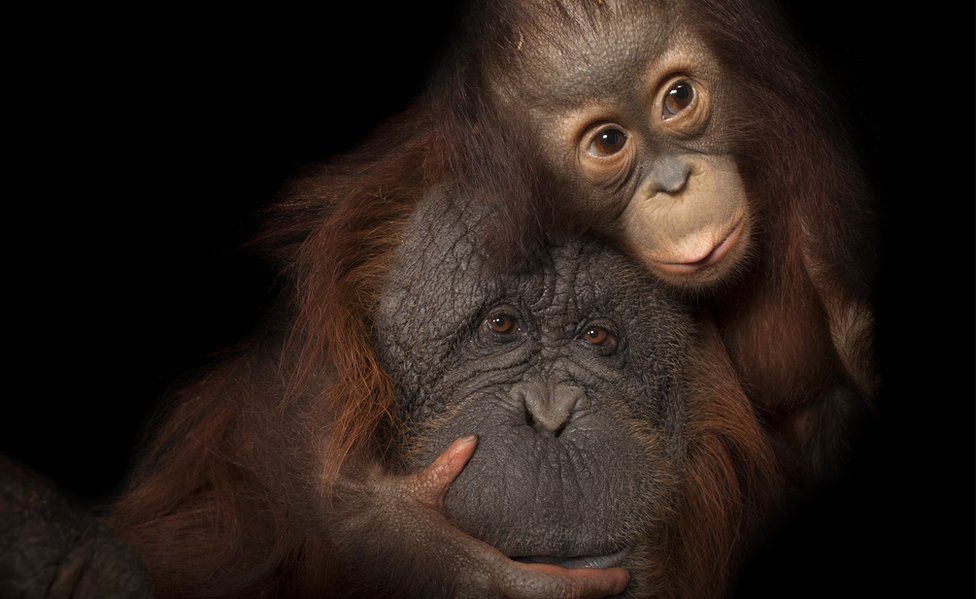 Bornean orangutan (c) Joel Sartore