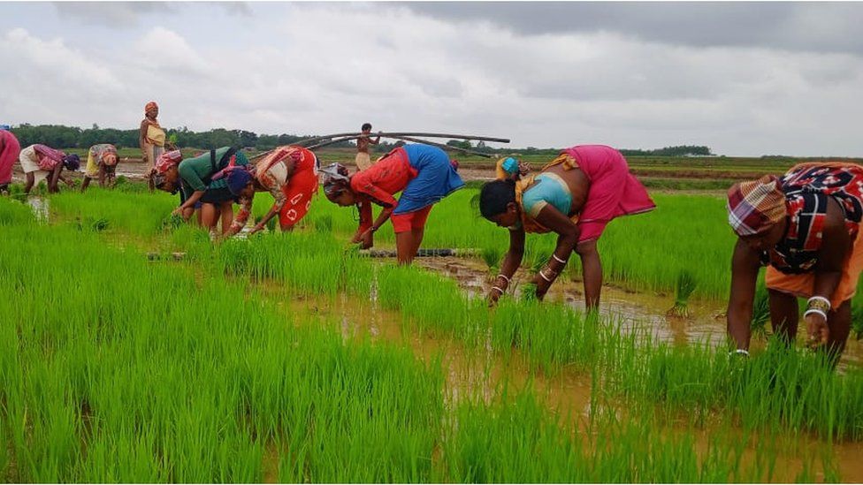 Women planting rice