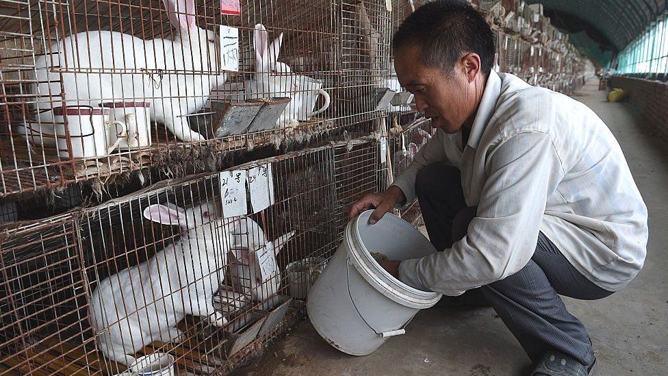 Farmed rabbits in China