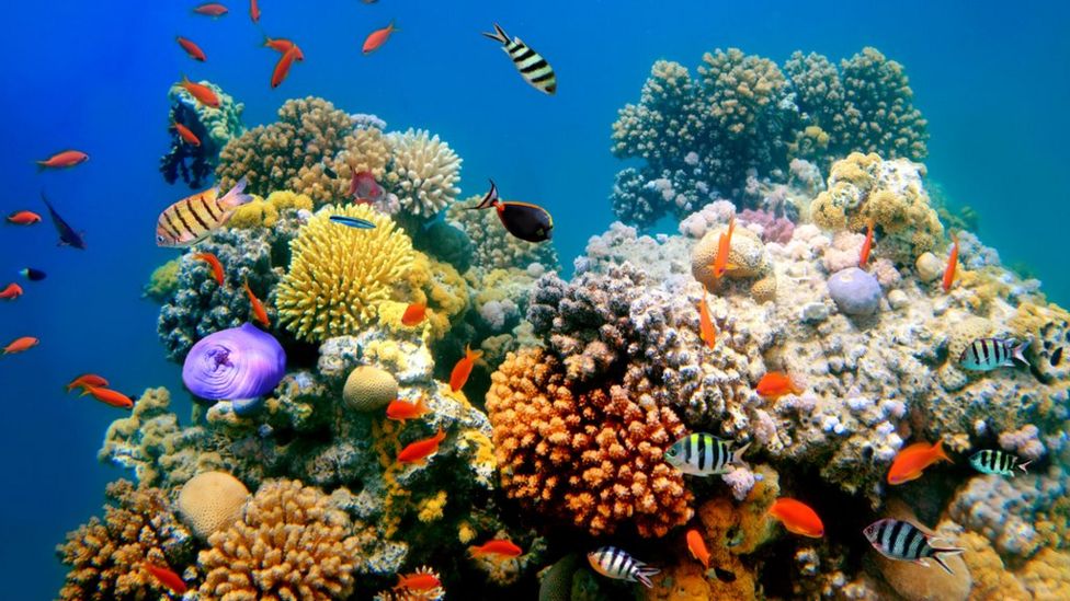 Coral bleaching Scientists 'find way to make coral more heatresistant