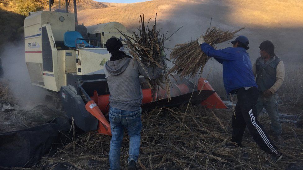 Farm workers bring in the quinoa harvest