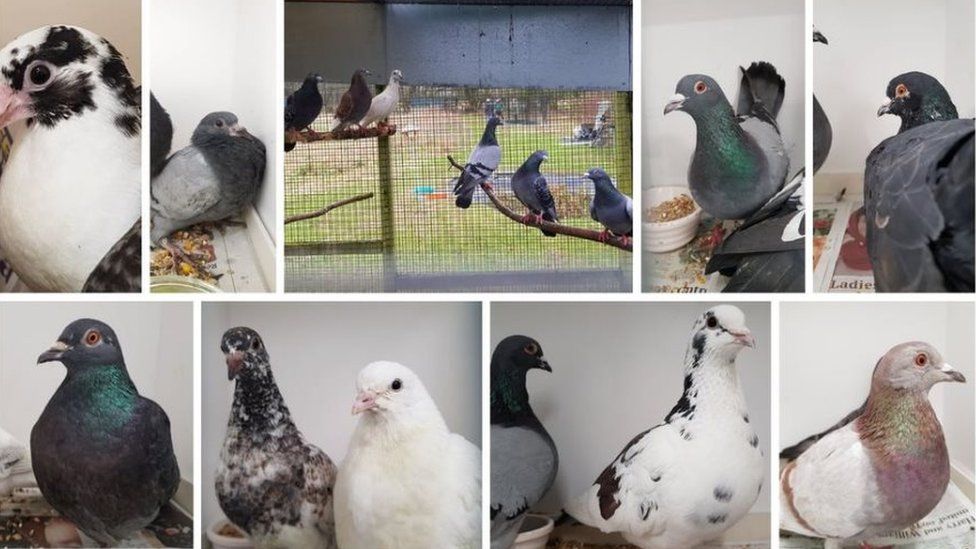 Pigeons found in Southampton