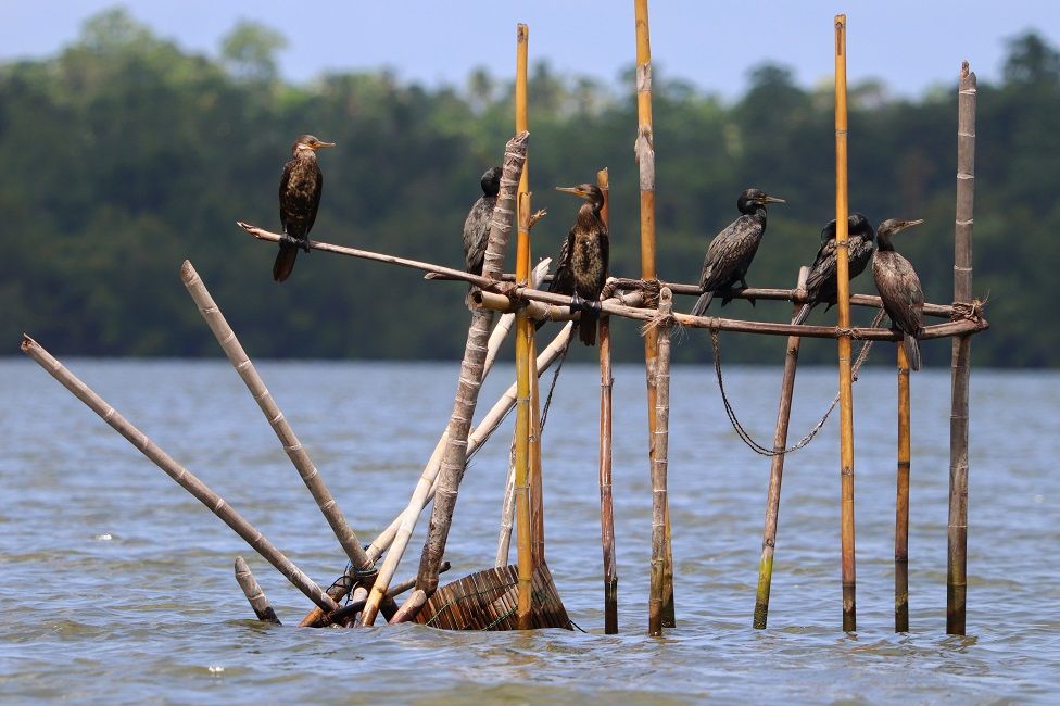 Cormorant birds perched on sticks above water