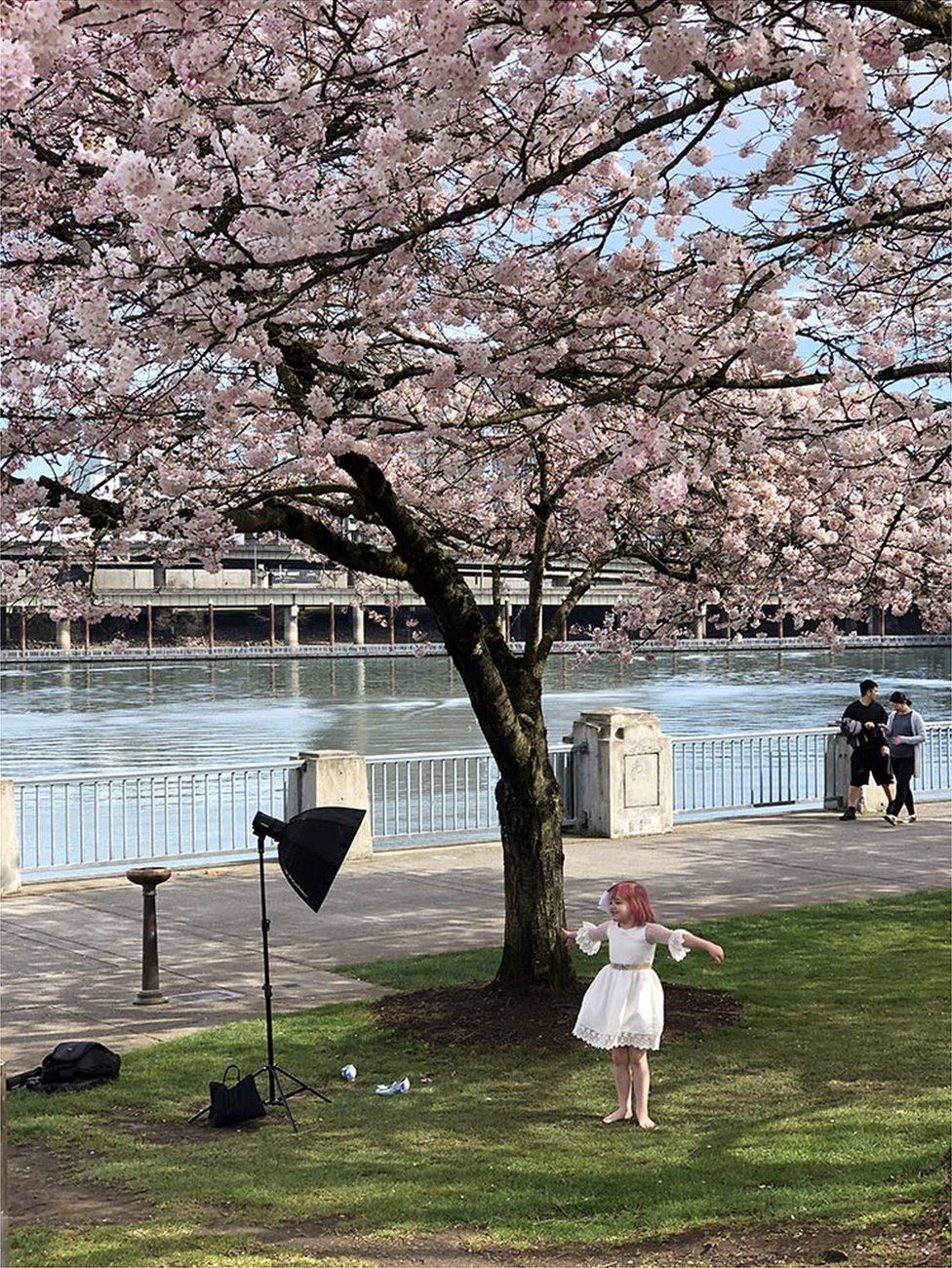 Child under a cherry blossom tree