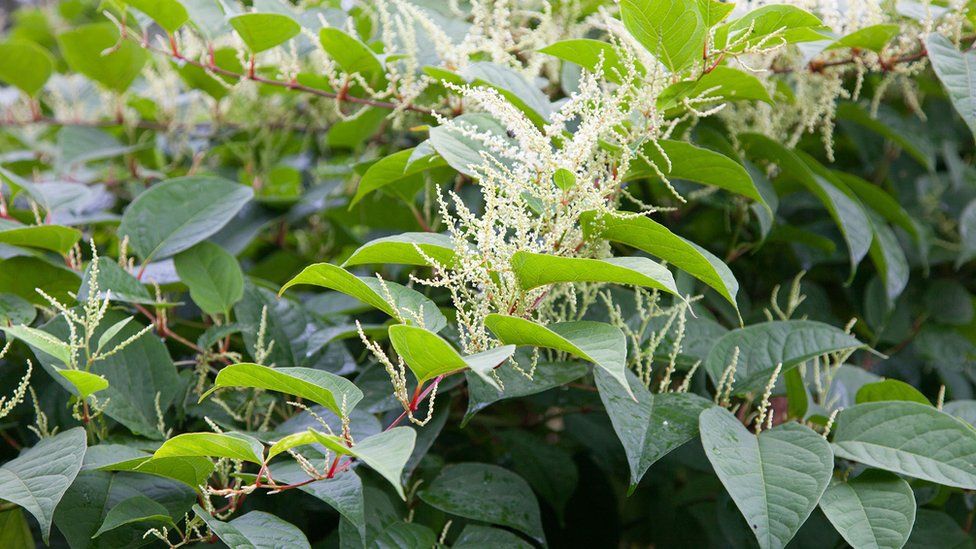 Knotweed has tiny creamy flowers between August and October