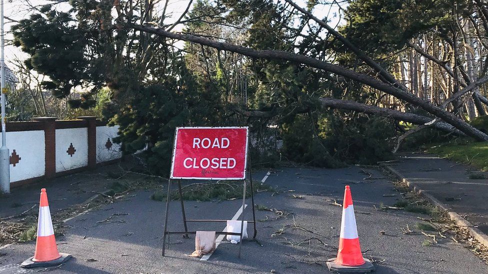 Fallen trees in Formby