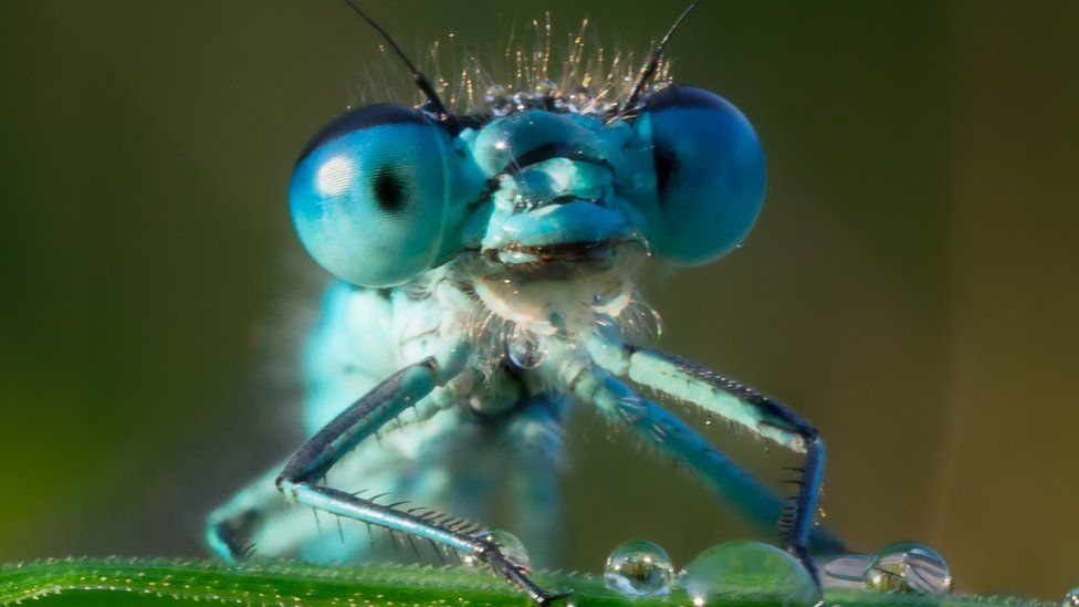 A close-up of a dragonfly