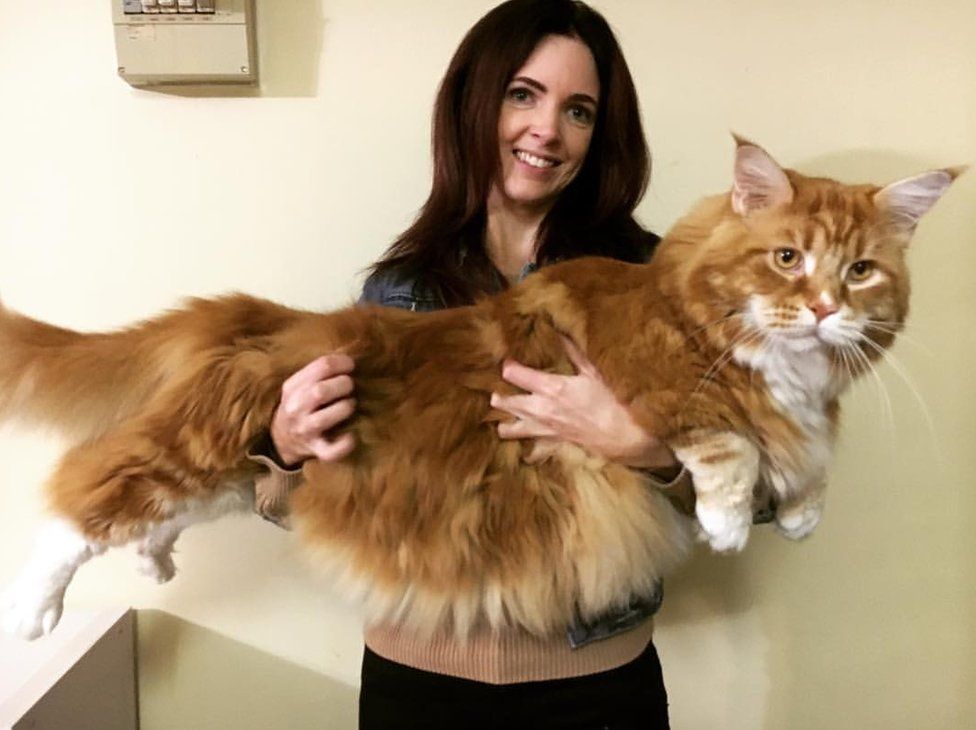 Omar, perhaps world's longest cat, finds internet fame - BBC News