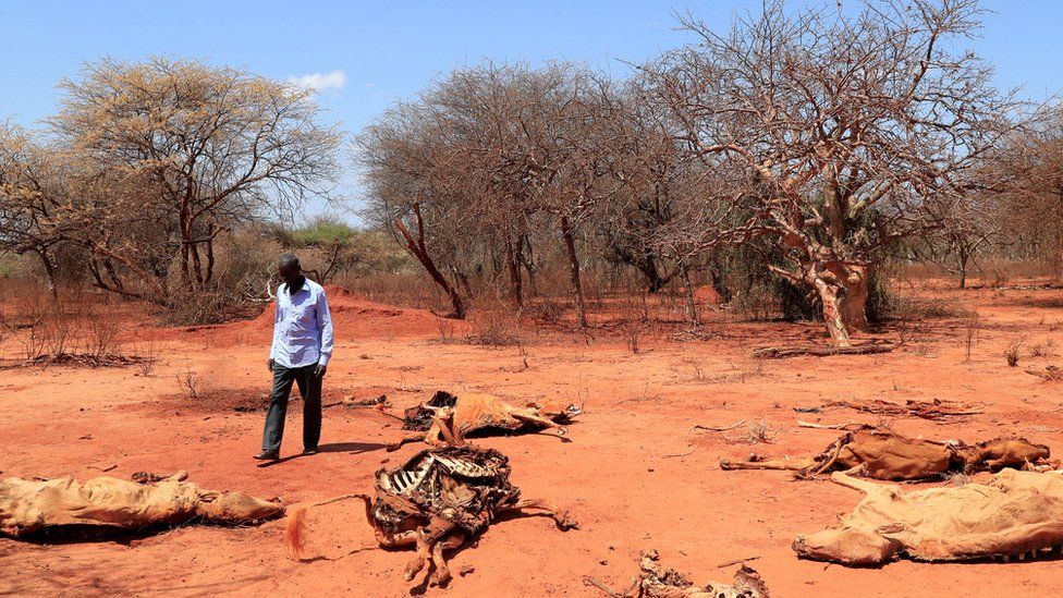 A man standing in a dry field surrounded by dead cows