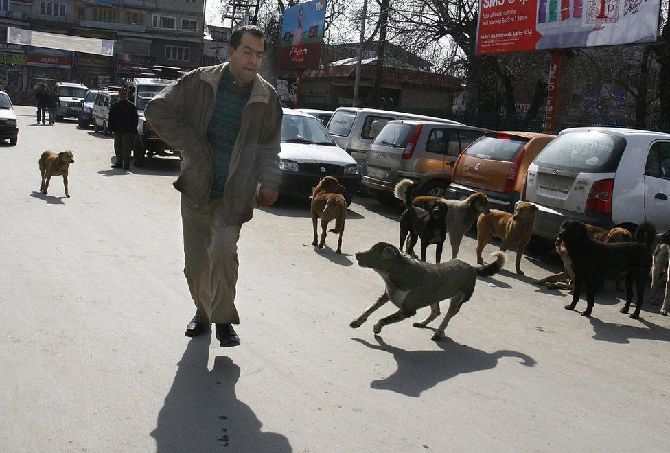 Кашмирские собаки