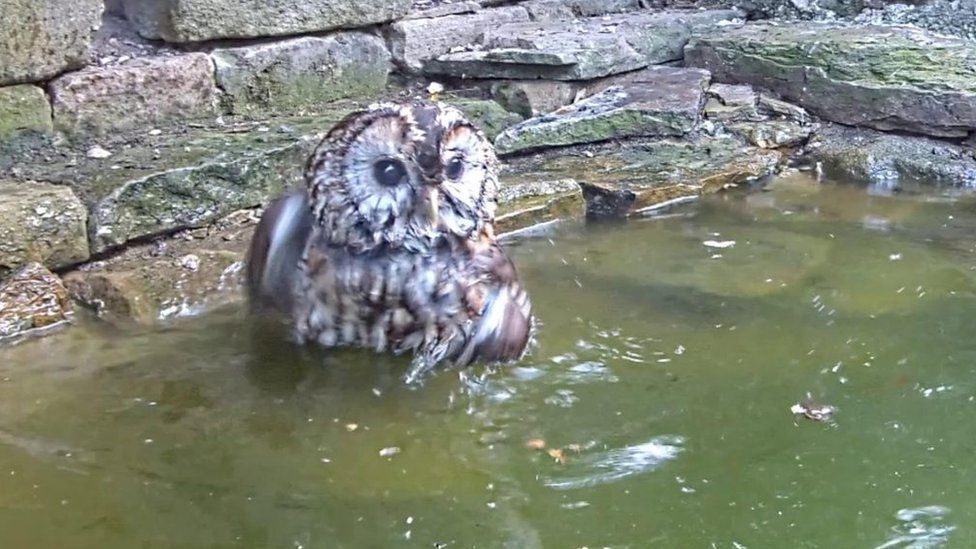 Owl bath